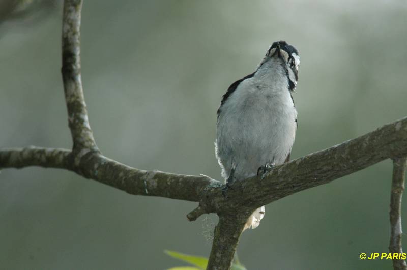Picoides pubescens